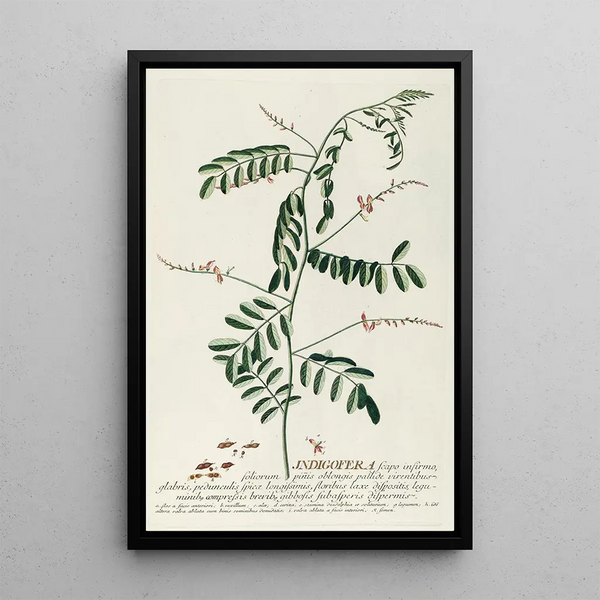 Georg Dionysius Ehret - Indigofera III.webp