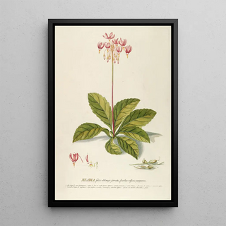 Georg Dionysius Ehret - Meadia.webp