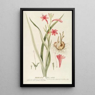 Georg Dionysius Ehret - Meriana.webp