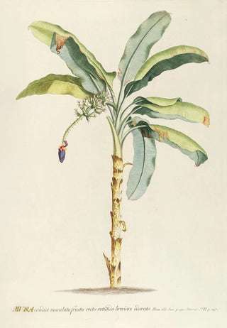 Georg Dionysius Ehret - Musa II.webp