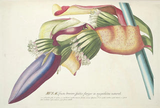 Georg Dionysius Ehret - Musae III.webp
