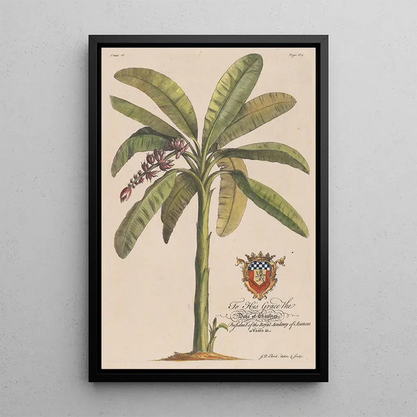Georg Dionysius Ehret - The Banana Tree.webp