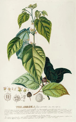 Georg Dionysius Ehret - Theabroma.webp