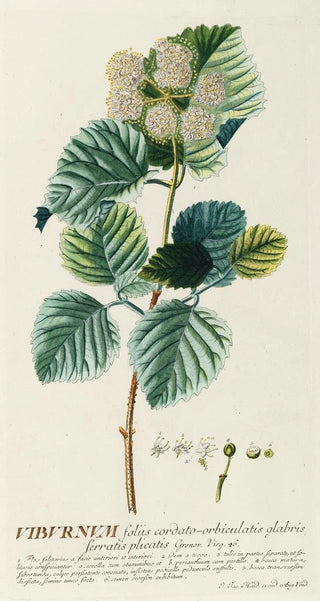 Georg Dionysius Ehret - Viburnum.webp