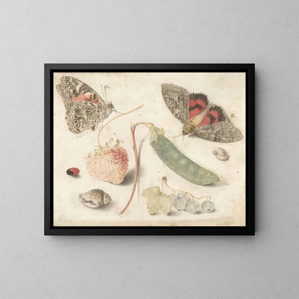 Studien von Früchten, Insekten und Muscheln - Georg Flegel — gerahmtes Bild an der Wand