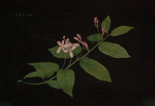 Georg Philipp Schmitt - Bltenzweig der Heckenkirsche.webp