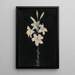 Tige de lys sur fond noir - Georg Philipp Schmitt — gerahmtes Bild an der Wand