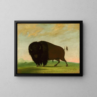 George Catlin - Buffalo Bull Grazing on the Prairie.webp