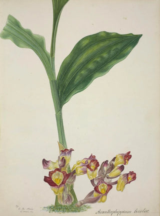 George De Alwis - Mon Jardin a Ceylan Pl001.webp