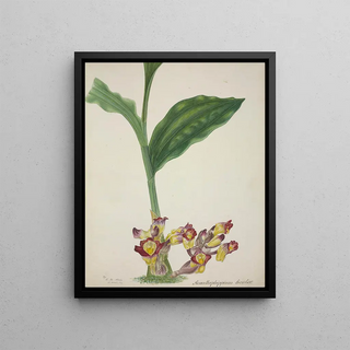 George De Alwis - Mon Jardin a Ceylan Pl001.webp