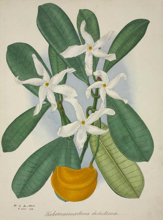 George De Alwis - Mon Jardin a Ceylan Pl006.webp