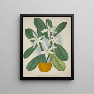 George De Alwis - Mon Jardin a Ceylan Pl006.webp