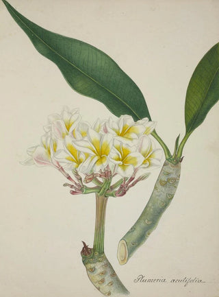 George De Alwis - Mon Jardin a Ceylan Pl007.webp