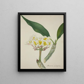 George De Alwis - Mon Jardin a Ceylan Pl007.webp