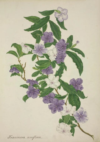 George De Alwis - Mon Jardin a Ceylan Pl009.webp