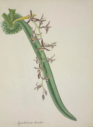 George De Alwis - Mon Jardin a Ceylan Pl011.webp