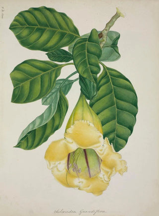 George De Alwis - Mon Jardin a Ceylan Pl016.webp