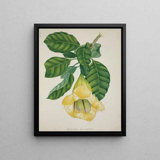 George De Alwis - Mon Jardin a Ceylan Pl016.webp