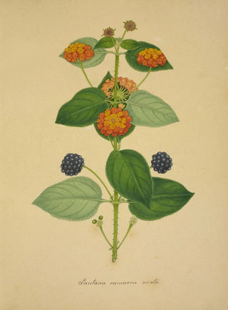 George De Alwis - Mon Jardin a Ceylan Pl019.webp
