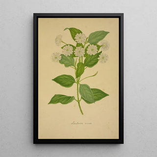 George De Alwis - Mon Jardin a Ceylan Pl021.webp