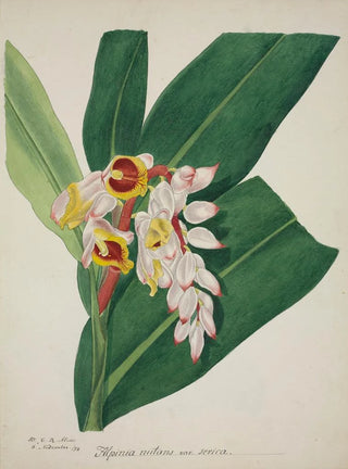 George De Alwis - Mon Jardin a Ceylan Pl023.webp
