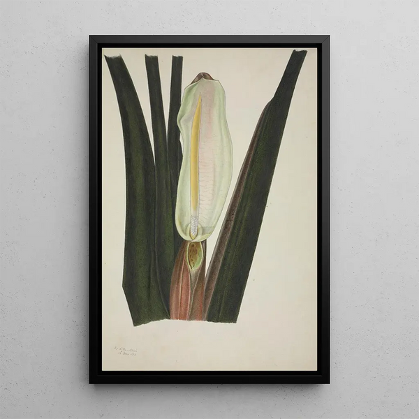 George De Alwis - Mon Jardin a Ceylan Pl026.webp