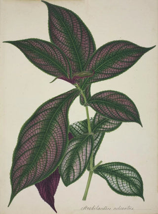 George De Alwis - Mon Jardin a Ceylan Pl028.webp