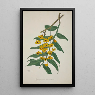 George De Alwis - Mon Jardin a Ceylan Pl030.webp