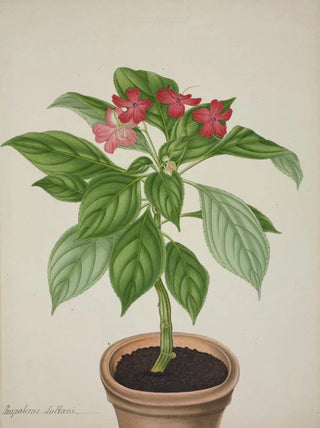 George De Alwis - Mon Jardin a Ceylan Pl031.webp