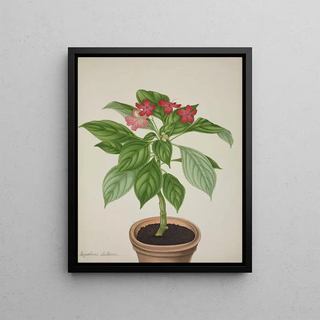 George De Alwis - Mon Jardin a Ceylan Pl031.webp