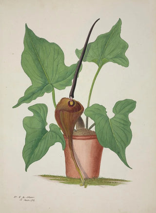 George De Alwis - Mon Jardin a Ceylan Pl033.webp