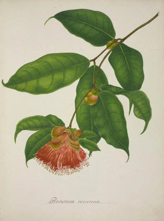 George De Alwis - Mon Jardin a Ceylan Pl035.webp