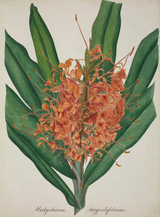 George De Alwis - Mon Jardin a Ceylan Pl037.webp