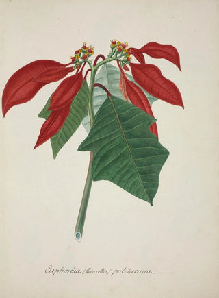 George De Alwis - Mon Jardin a Ceylan Pl039.webp