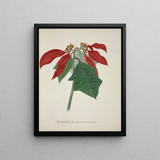 George De Alwis - Mon Jardin a Ceylan Pl039.webp