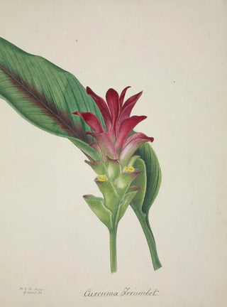 George De Alwis - Mon Jardin a Ceylan Pl044.webp