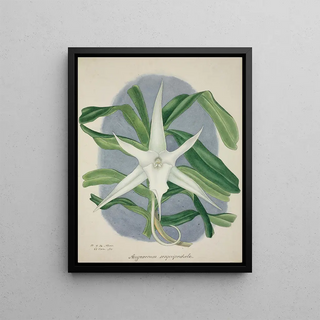 George De Alwis - Mon Jardin a Ceylan Pl046.webp