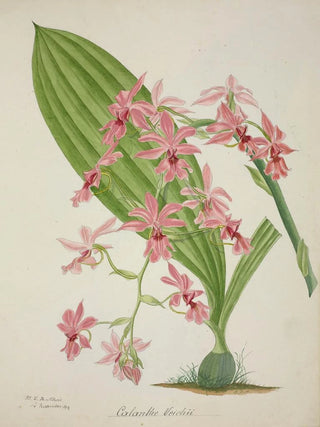 George De Alwis - Mon Jardin a Ceylan Pl047.webp