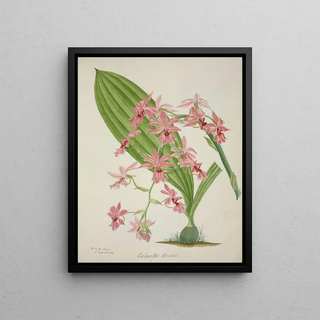 George De Alwis - Mon Jardin a Ceylan Pl047.webp