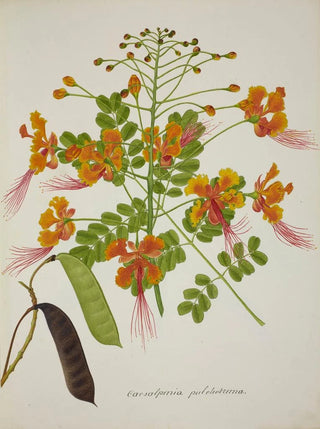 George De Alwis - Mon Jardin a Ceylan Pl056.webp