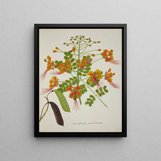 George De Alwis - Mon Jardin a Ceylan Pl056.webp