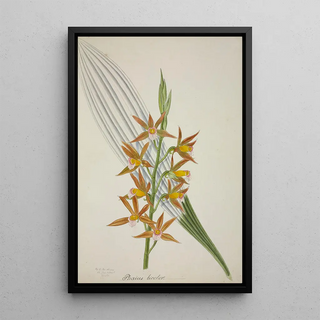 George De Alwis - Mon Jardin a Ceylan Pl058.webp