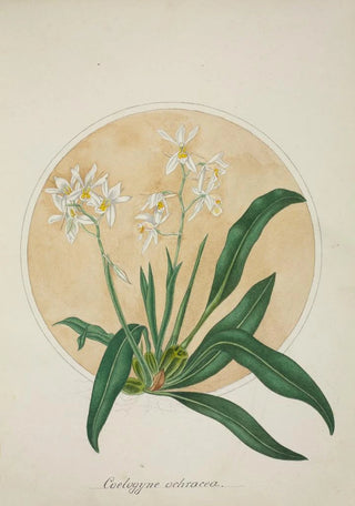 George De Alwis - Mon Jardin a Ceylan Pl062.webp