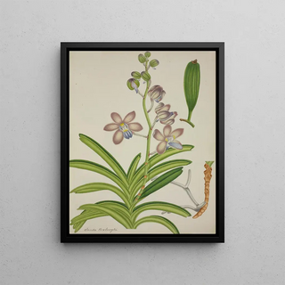 George De Alwis - Mon Jardin a Ceylan Pl075.webp