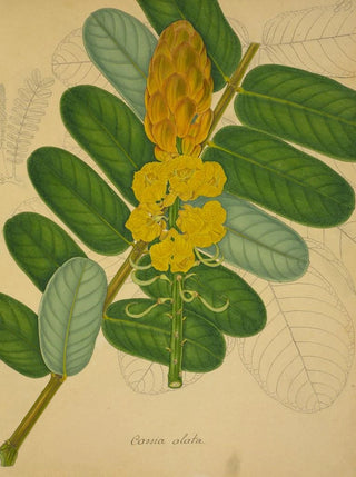 George De Alwis - Mon Jardin a Ceylan Pl080.webp