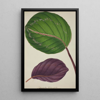 George De Alwis - Mon Jardin a Ceylan Pl087.webp