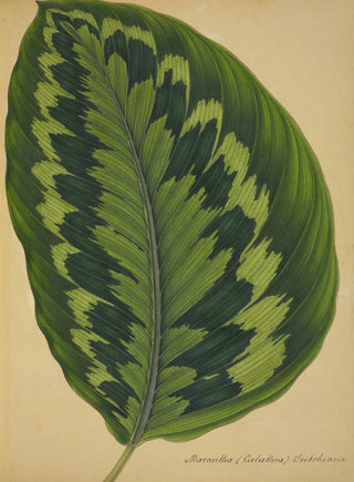 George De Alwis - Mon Jardin a Ceylan Pl090.webp
