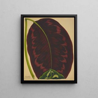 George De Alwis - Mon Jardin a Ceylan Pl091.webp