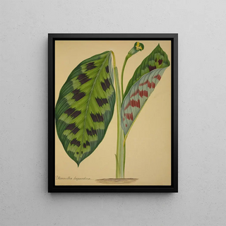 George De Alwis - Mon Jardin a Ceylan Pl092.webp