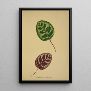 George De Alwis - Mon Jardin a Ceylan Pl095.webp